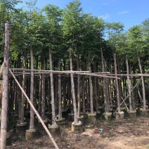 大量供应10-12分黄山栾树（国庆花）袋苗