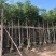 大量供应10-12分黄山栾树（国庆花）袋苗