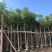 大量供应10-12分黄山栾树（国庆花）袋苗