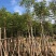 大量供应10-12分黄山栾树（国庆花）袋苗