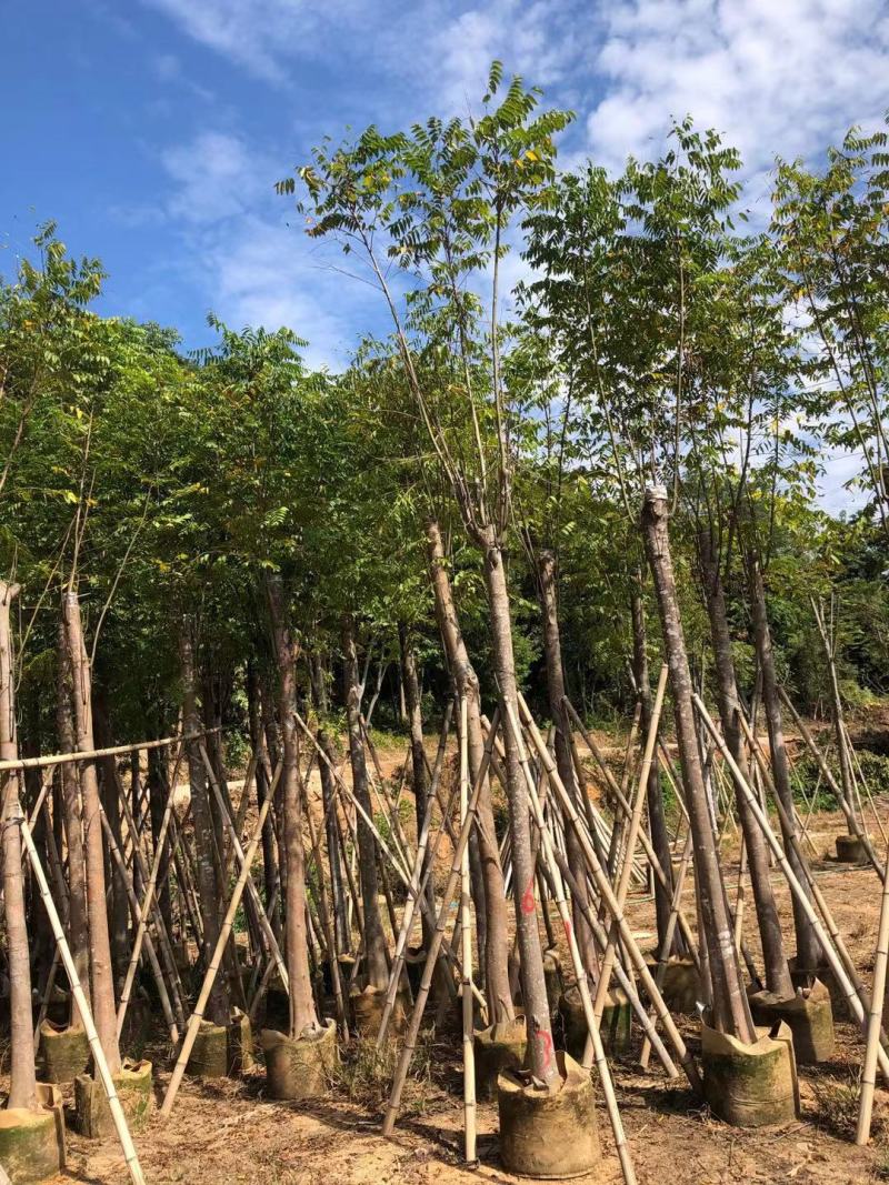 大量供应10-12分黄山栾树（国庆花）袋苗
