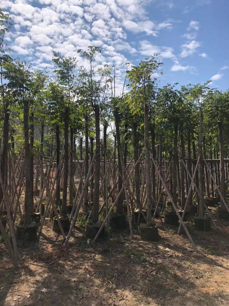 大量供应10-12分黄山栾树（国庆花）袋苗