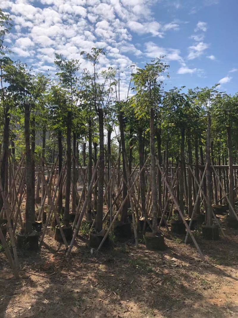 大量供应10-12分黄山栾树（国庆花）袋苗