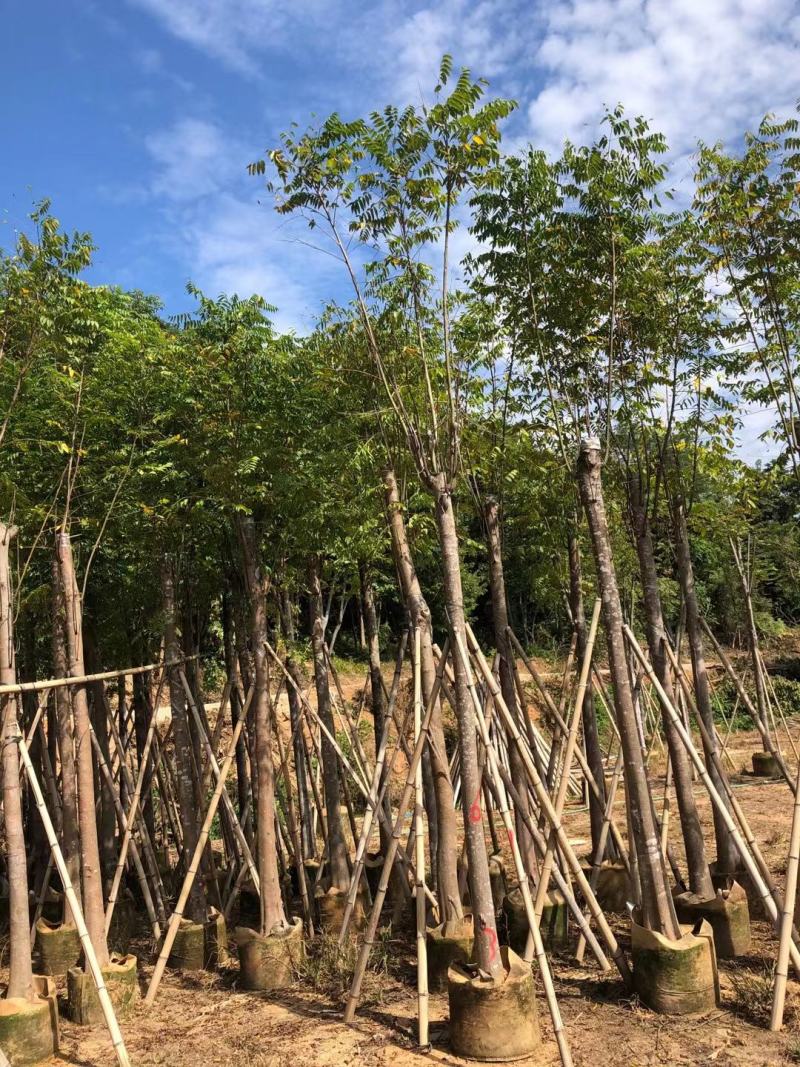 大量供应10-12分黄山栾树（国庆花）袋苗