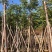 大量供应10-12分黄山栾树（国庆花）袋苗