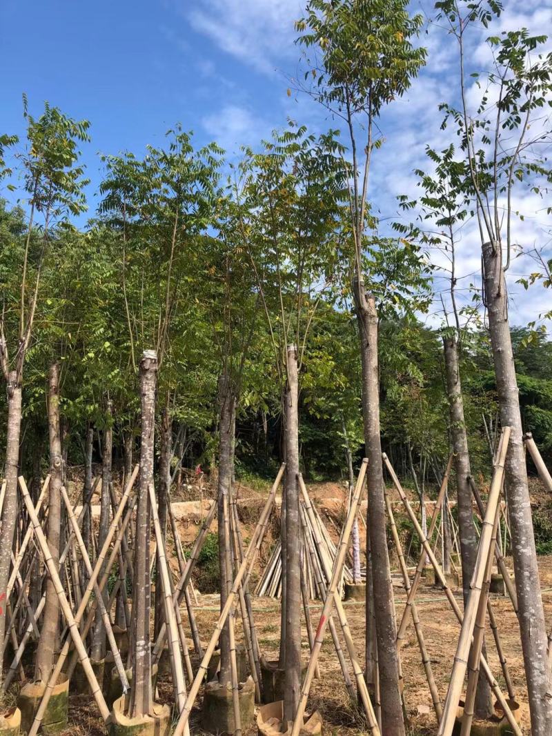 大量供应10-12分黄山栾树（国庆花）袋苗