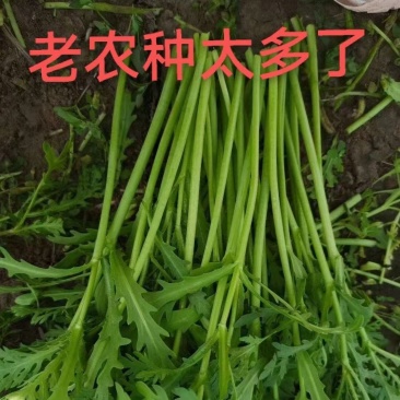 茼蒿，赶集货，精品货，大量现货，潍坊产地专业代收