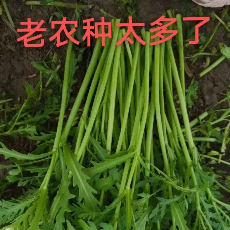 茼蒿，赶集货，精品货，大量现货，潍坊产地专业代收