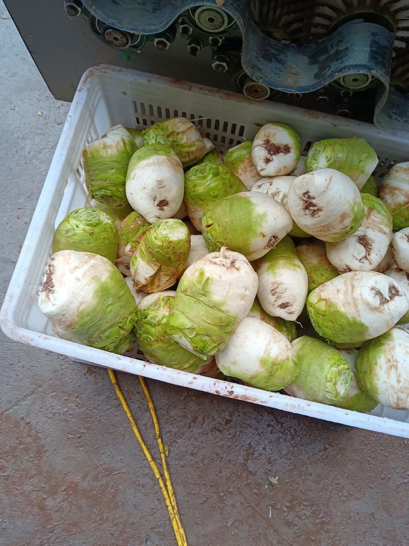 四川大头菜，芥菜，基地大量有货，有需要的老板来
