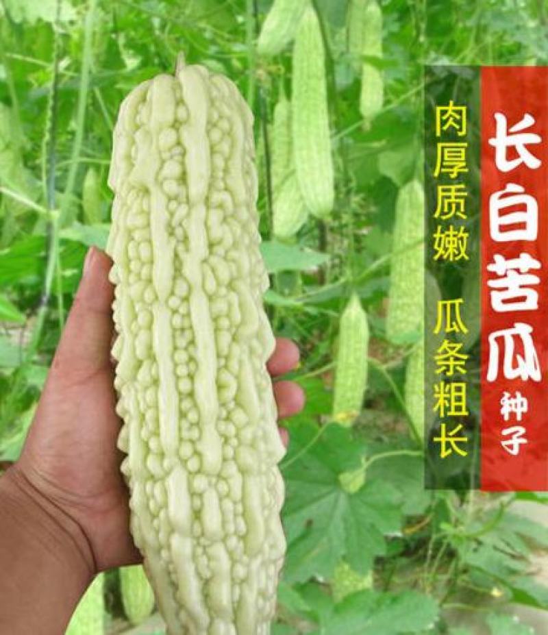 长白苦瓜种子白皮厚肉苦瓜籽春季早熟高产农家田园爬藤蔬菜种