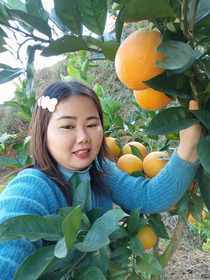 纽荷尔脐橙
