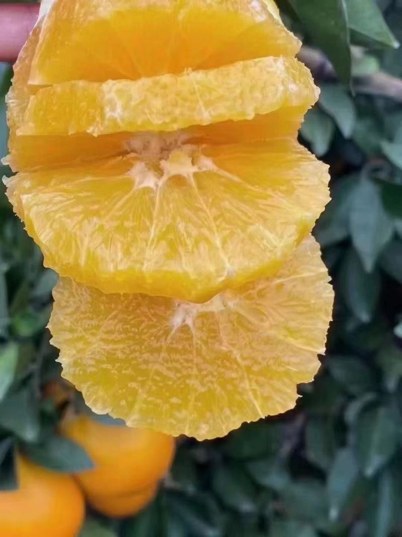 纽荷尔脐橙