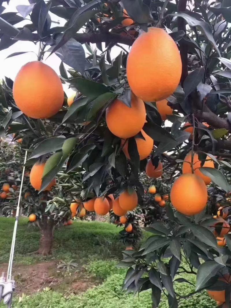 纽荷尔脐橙