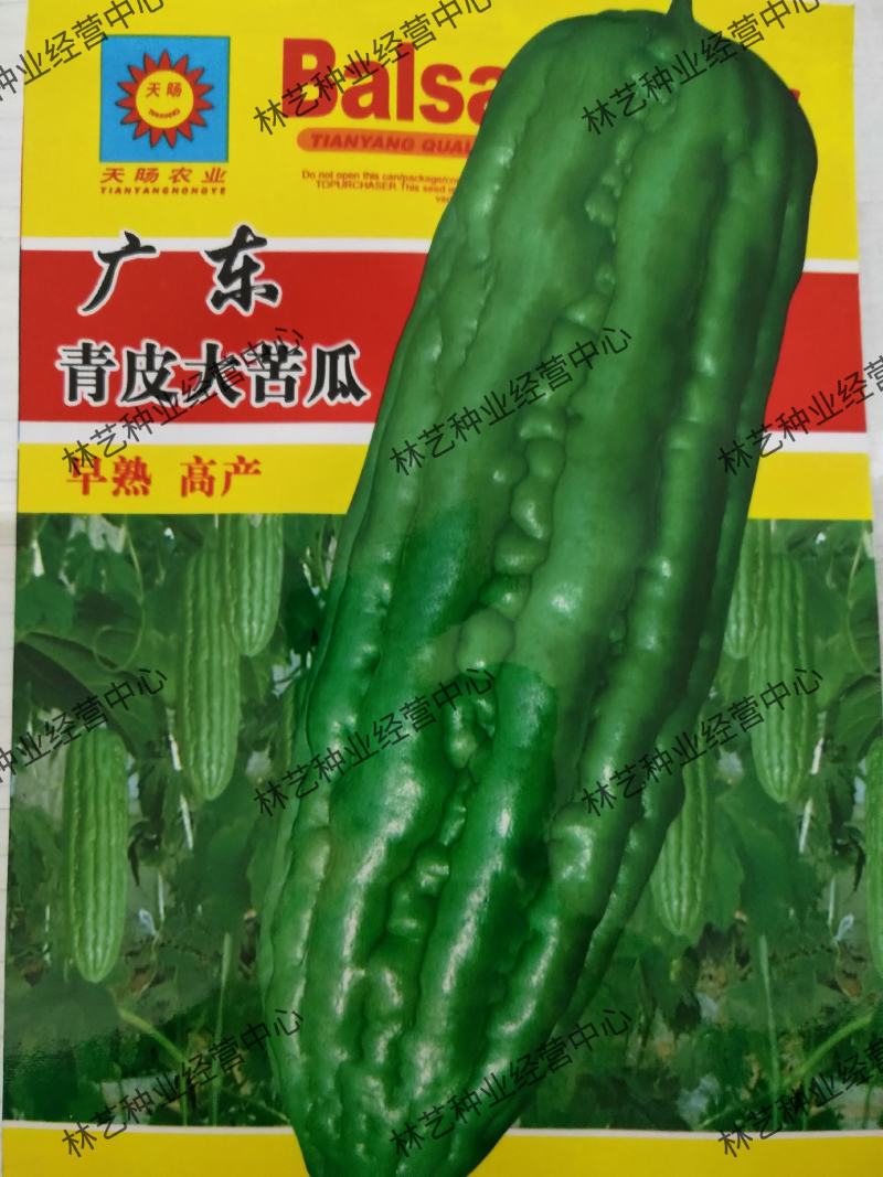 广东青皮苦瓜种子蔬菜种子凉瓜长身绿苦瓜种子杂交种早熟抗病