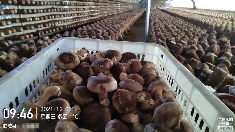 河北邢台保定鲜香菇七河9号T2质优价廉全年供应电商