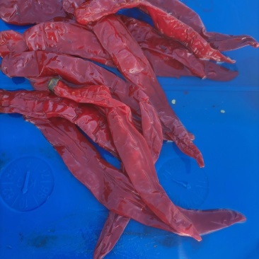腌制的羊角红，津红，线椒，，质量好，都是软皮椒