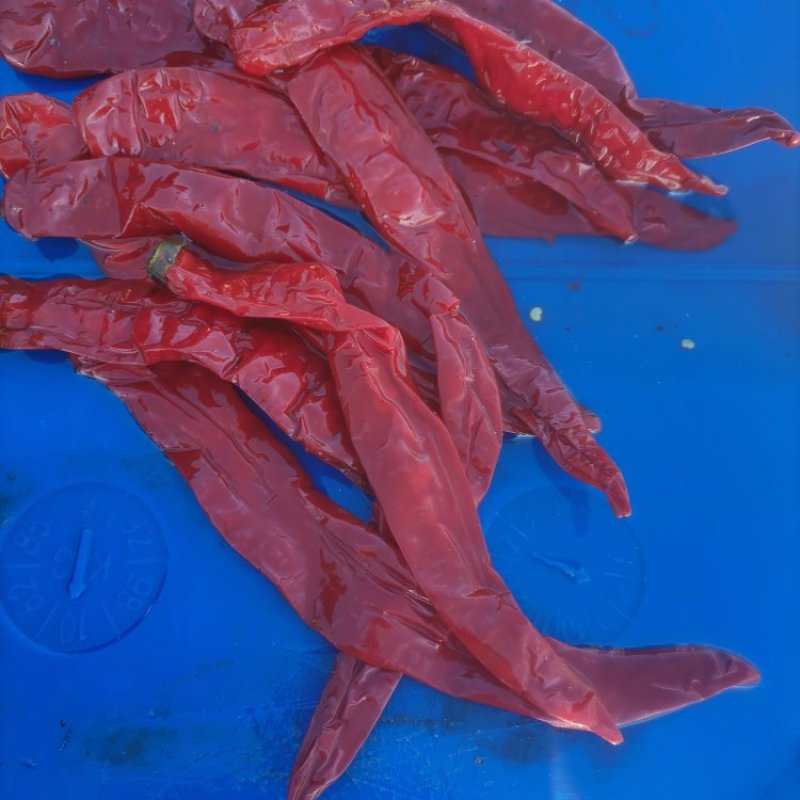 腌制的羊角红，津红，线椒，，质量好，都是软皮椒