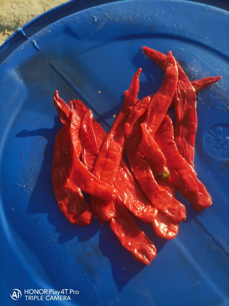 腌制的羊角红，津红，线椒，，质量好，都是软皮椒