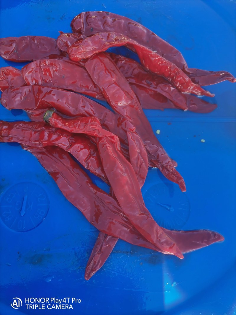 腌制的羊角红，津红，线椒，，质量好，都是软皮椒