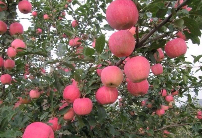 【推荐】红富士苹果苹果大量上市产地直销价格美丽欢迎联系