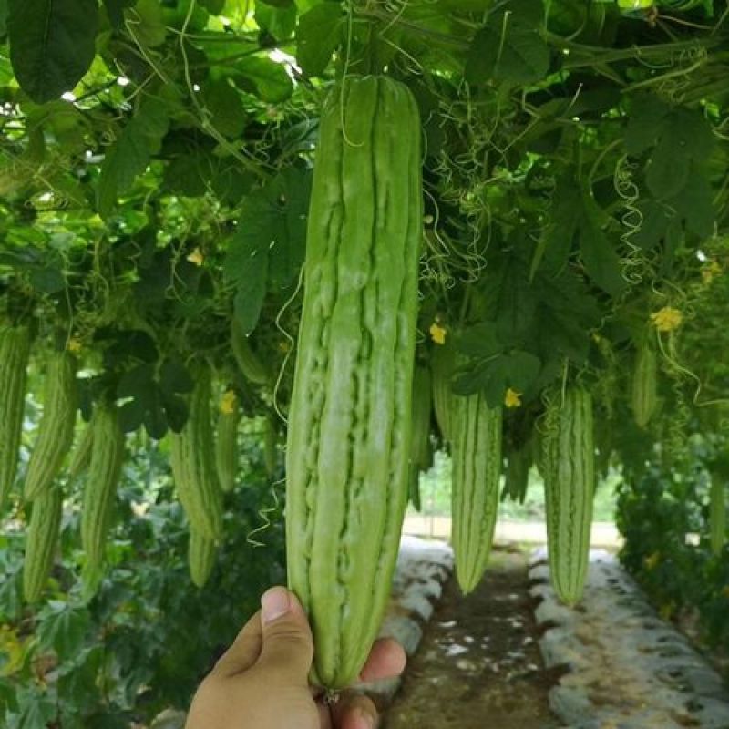 原种青皮苦瓜种籽春夏季蔬菜种子蔬果大肉青翠绿苦瓜种子盆栽