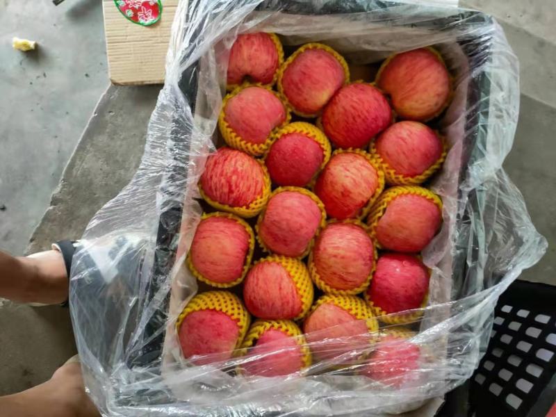 【推荐】红富士苹果苹果大量上市产地直销价格美丽欢迎联系