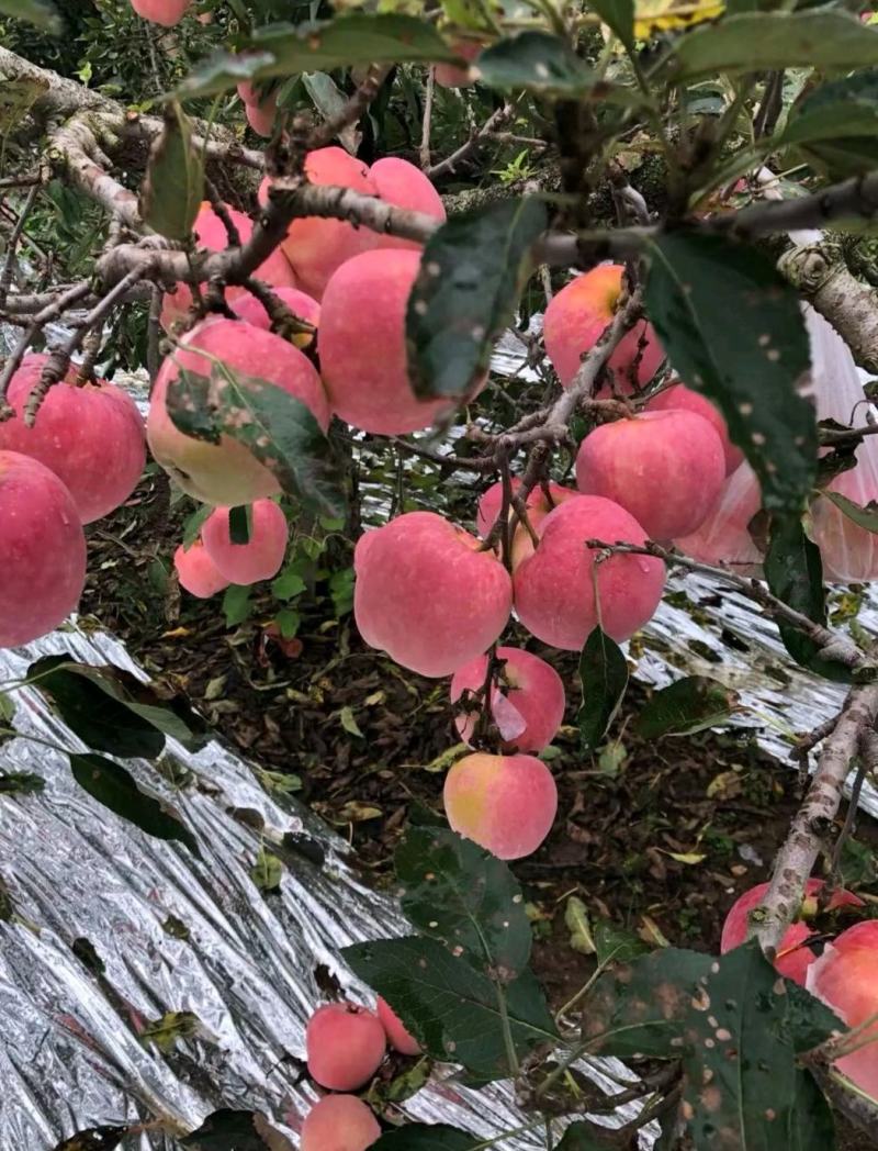 【推荐】红富士苹果苹果大量上市产地直销价格美丽欢迎联系