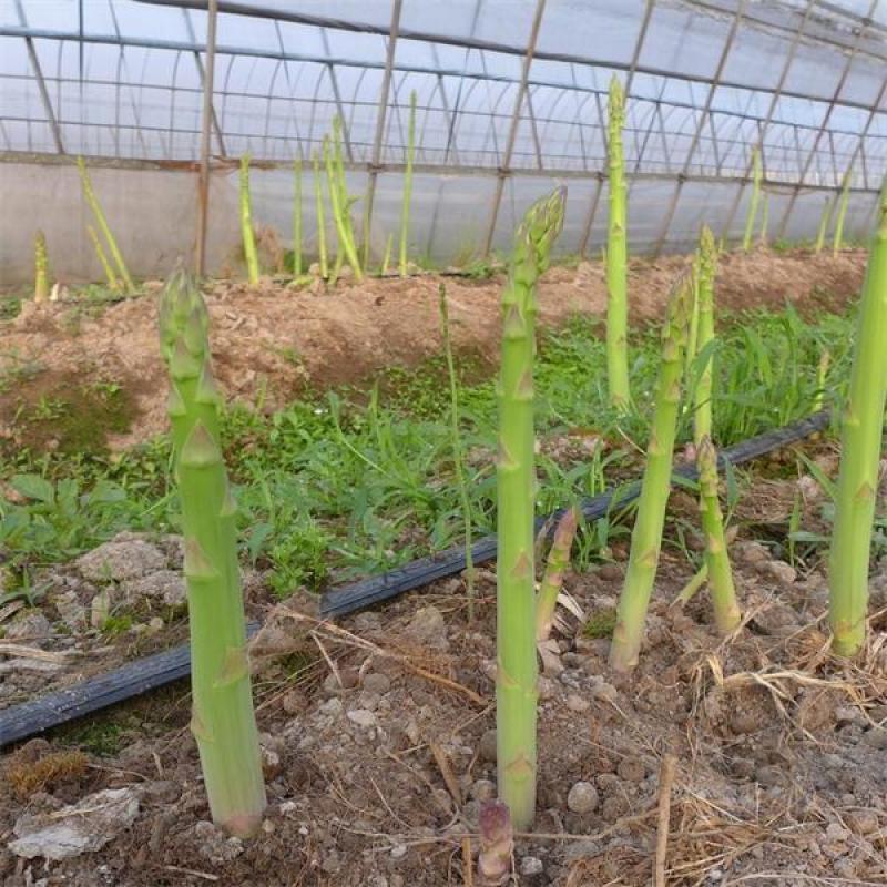 绿芦笋种苗一年苗6个根以上一手货源保证保证质量，免费包邮