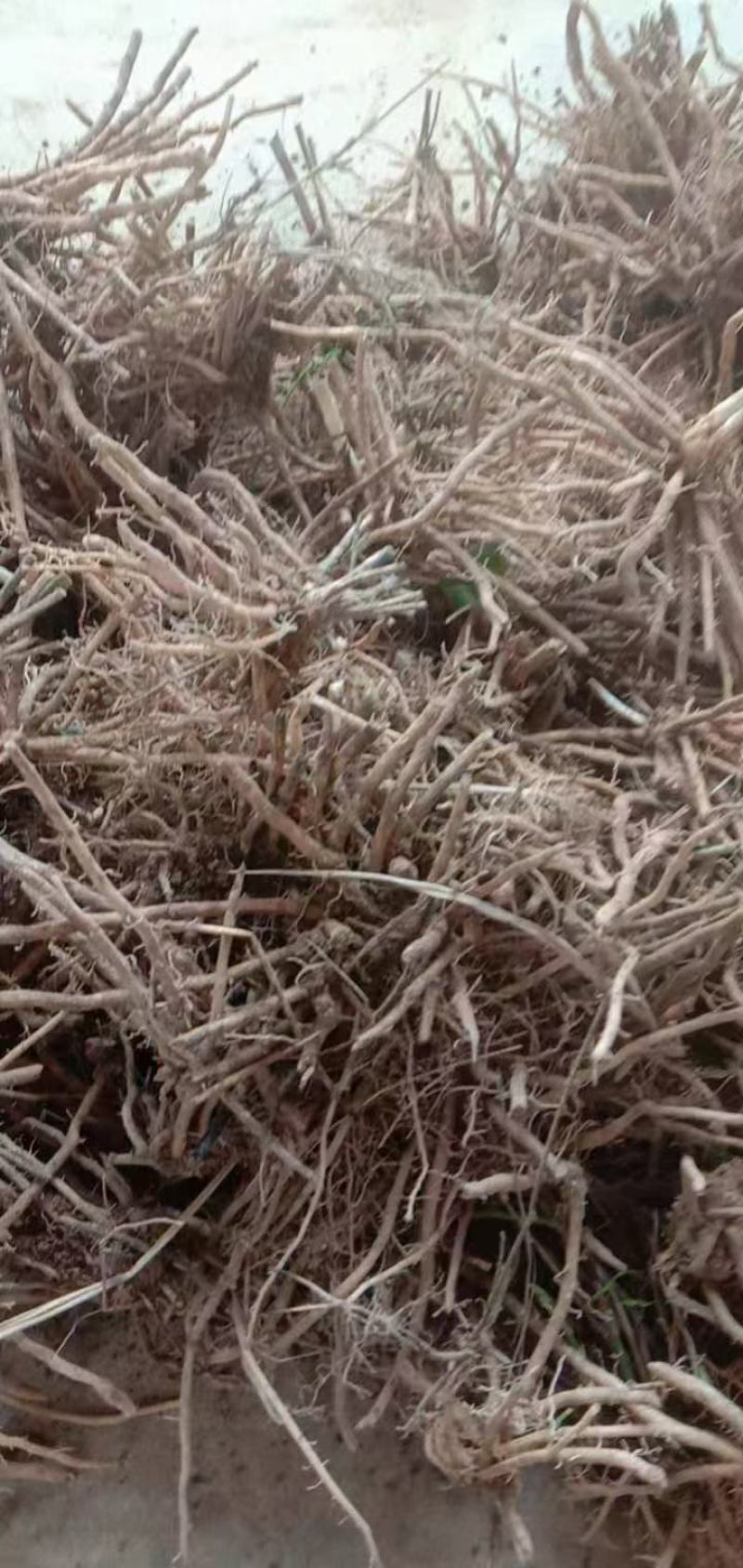 绿芦笋种苗一年苗6个根以上一手货源保证保证质量，免费包邮