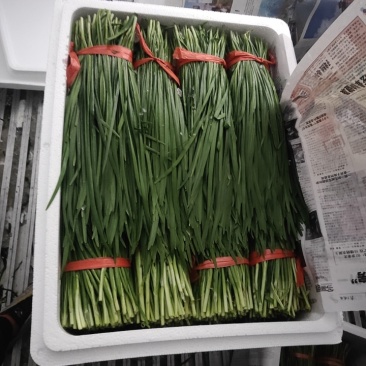 精品韭菜