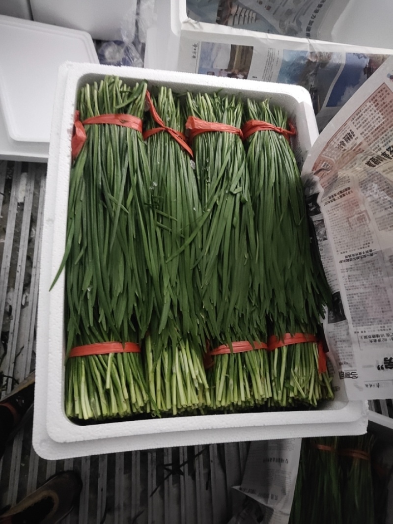 精品韭菜