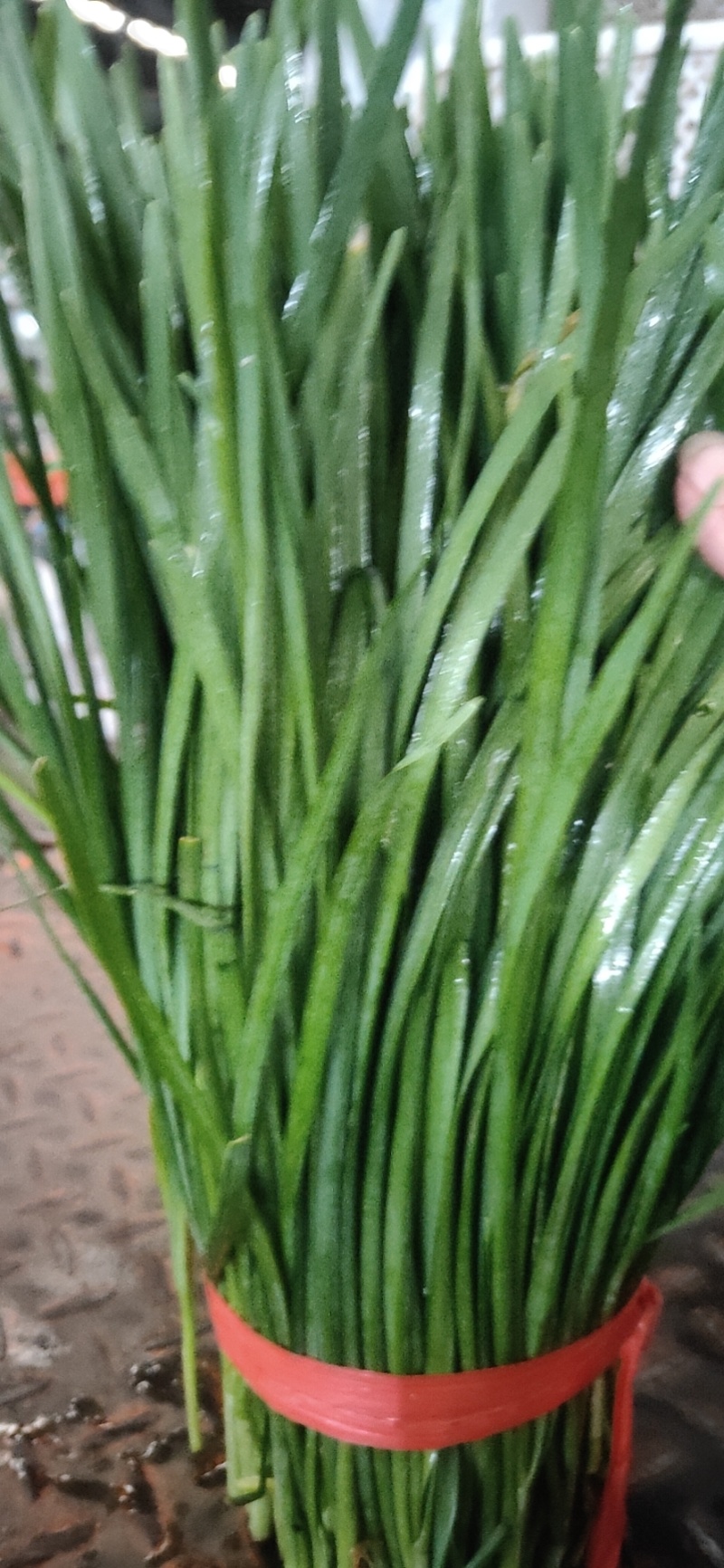 精品韭菜