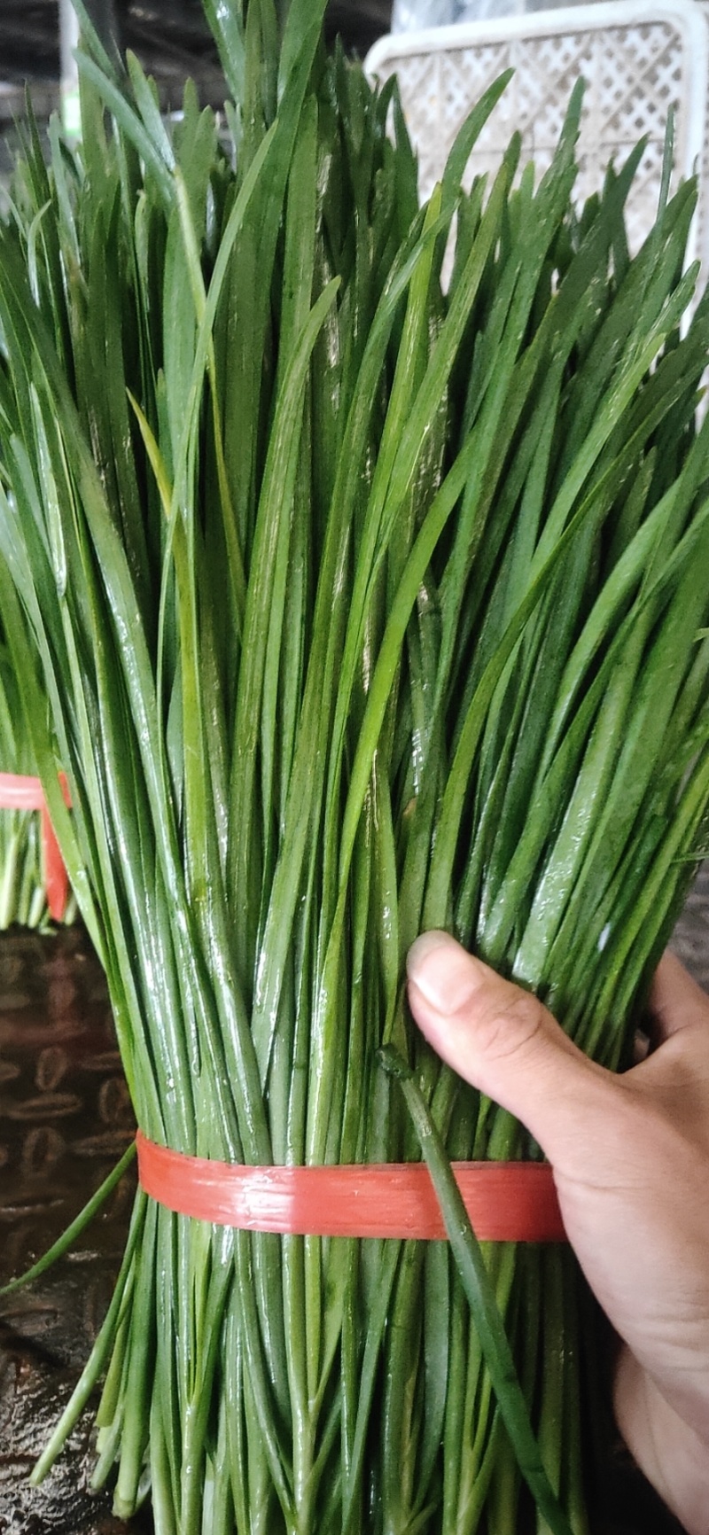 精品韭菜