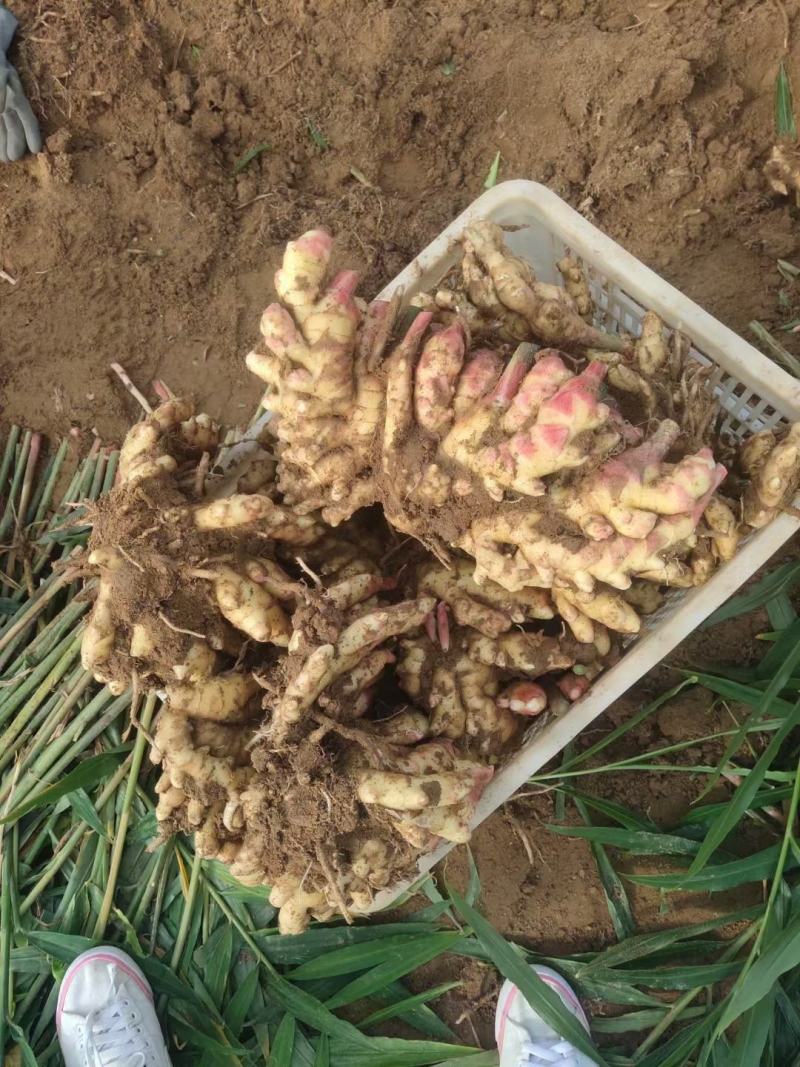 生姜山东小黄姜坏烂包赔基地直发实力代办量大价优