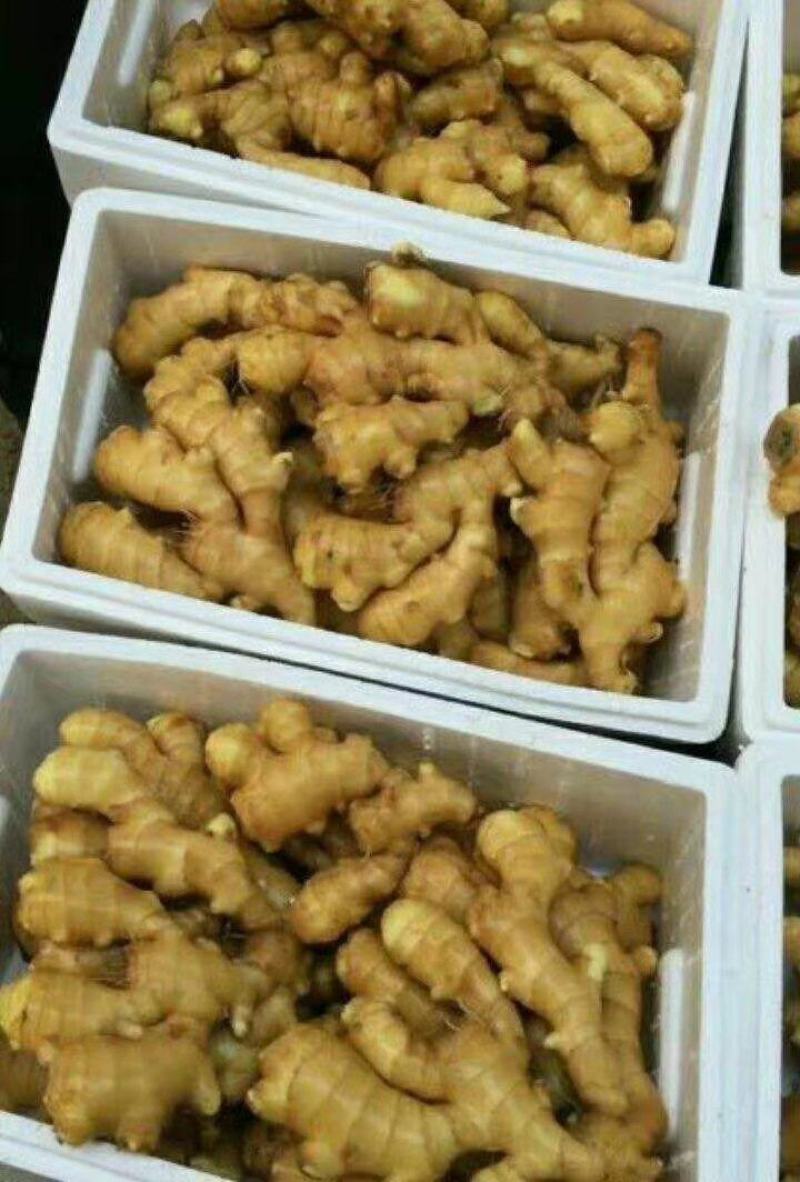 生姜山东小黄姜坏烂包赔基地直发实力代办量大价优
