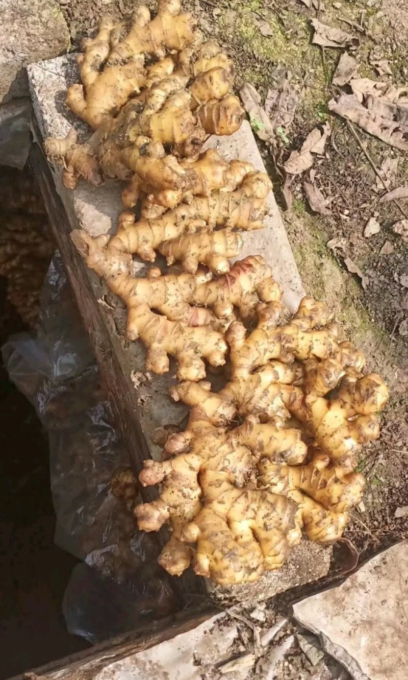 生姜山东小黄姜坏烂包赔基地直发实力代办量大价优