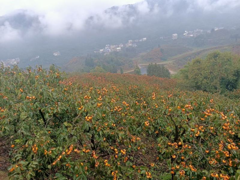 恭城瑶乡大瑶山大红柿小红柿子细腻甜蜜高山柿子
