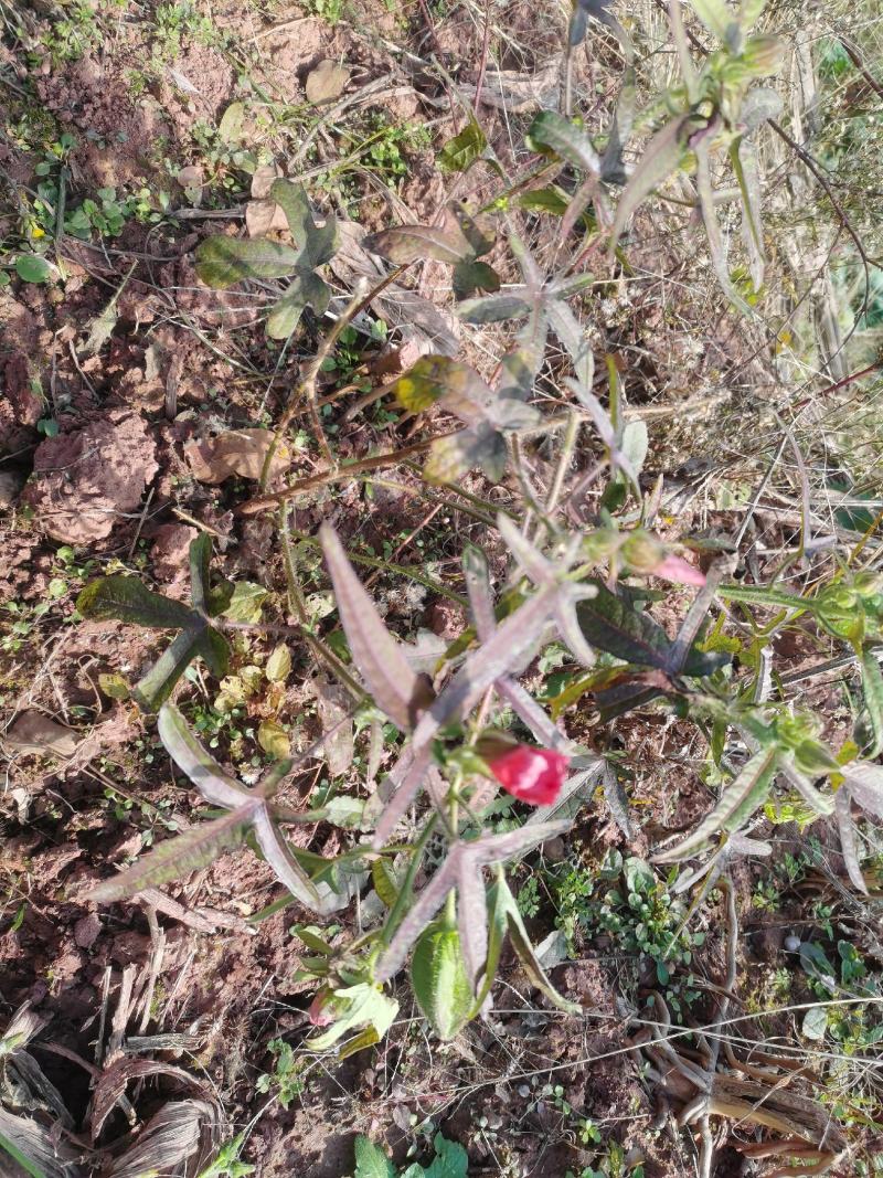 专业种植五指山参
