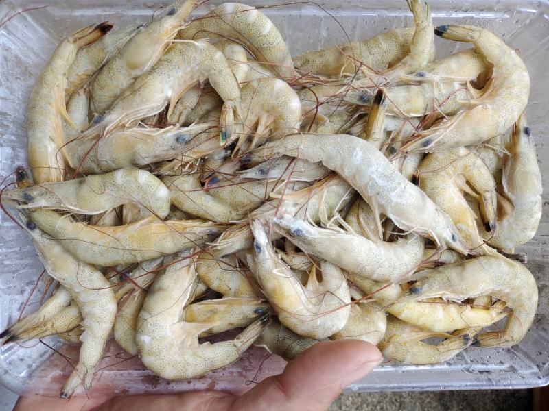 新鲜小黄虾，美味鲜甜，一手货源，每天码头上货。