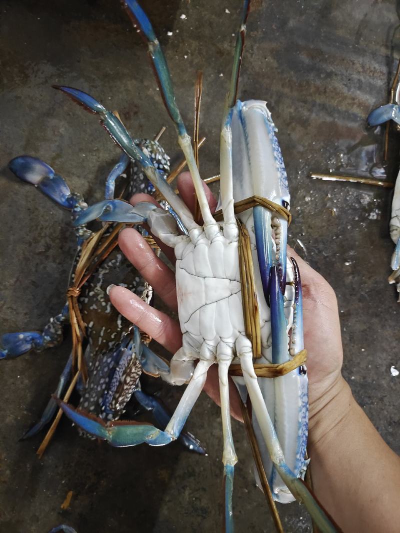 鲜冻兰花蟹，肉质肥美鲜甜，每天码头新鲜上货。