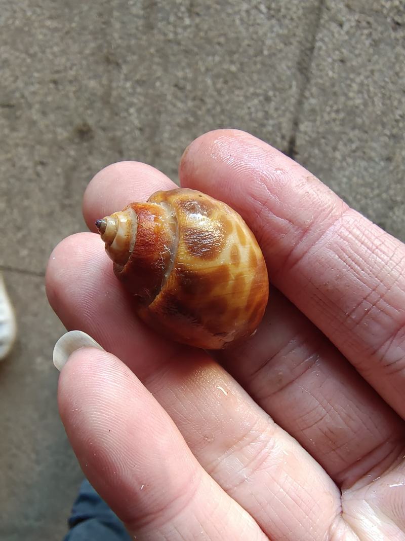冰冻花螺，不添加任何化学剂，一手货源，工厂直销。