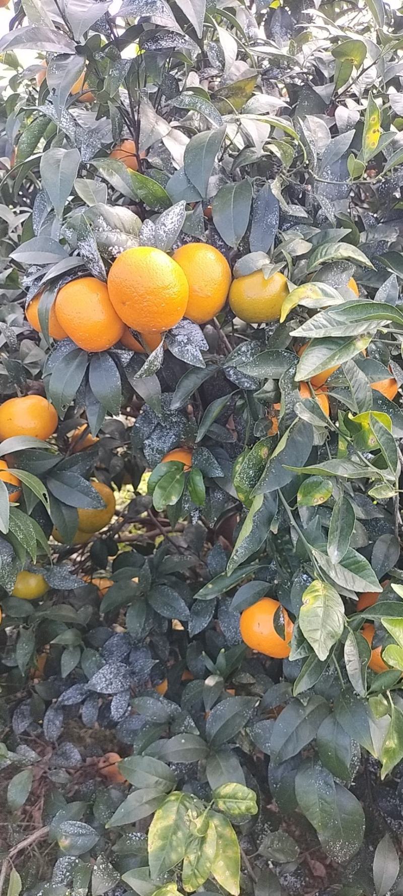 斤广西沃柑批发正宗纯甜薄皮沃柑，货源充足。品质保证