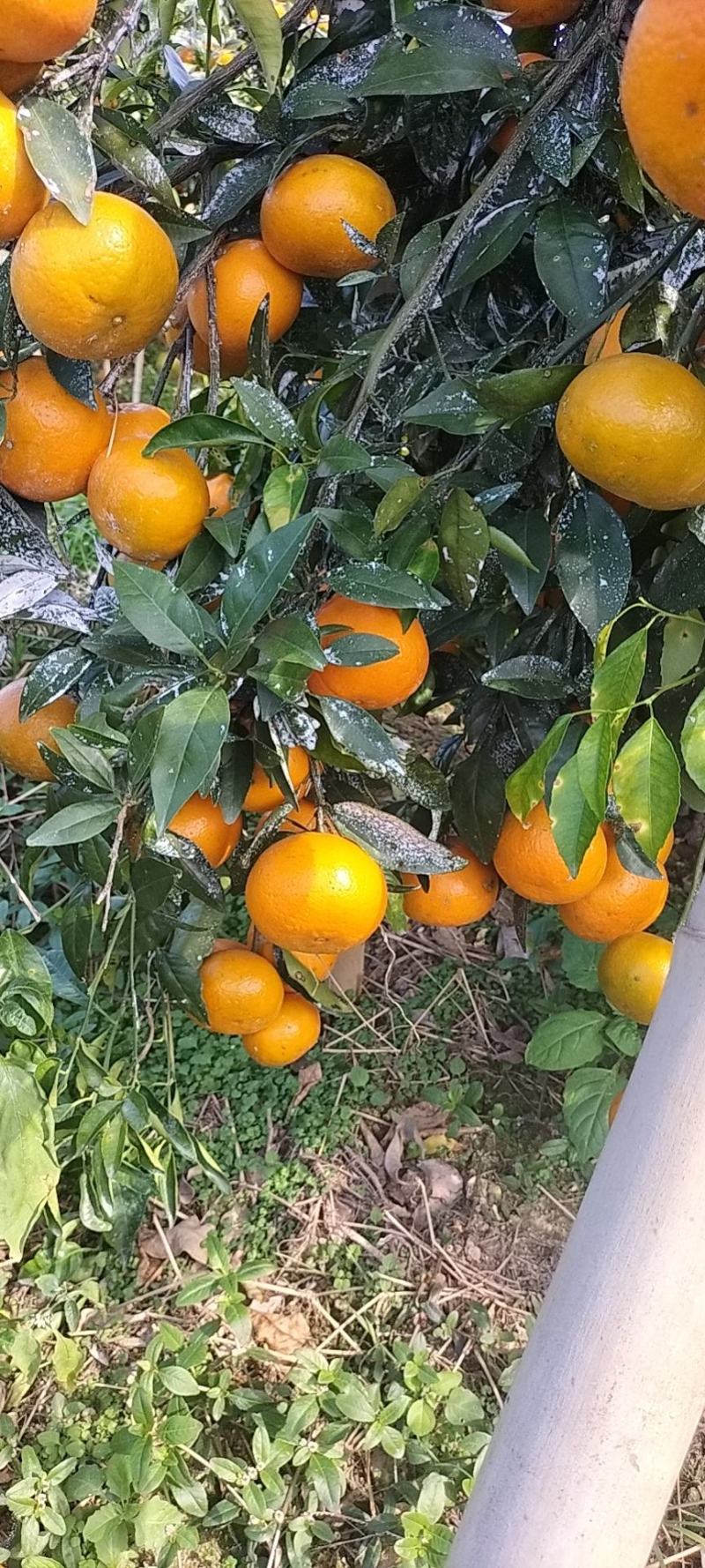 斤广西沃柑批发正宗纯甜薄皮沃柑，货源充足。品质保证