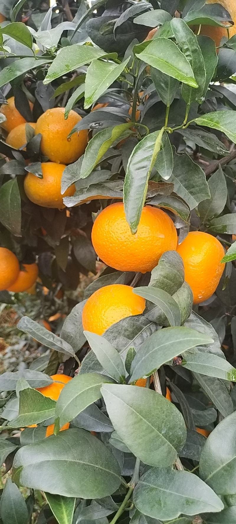 斤广西沃柑批发正宗纯甜薄皮沃柑，货源充足。品质保证