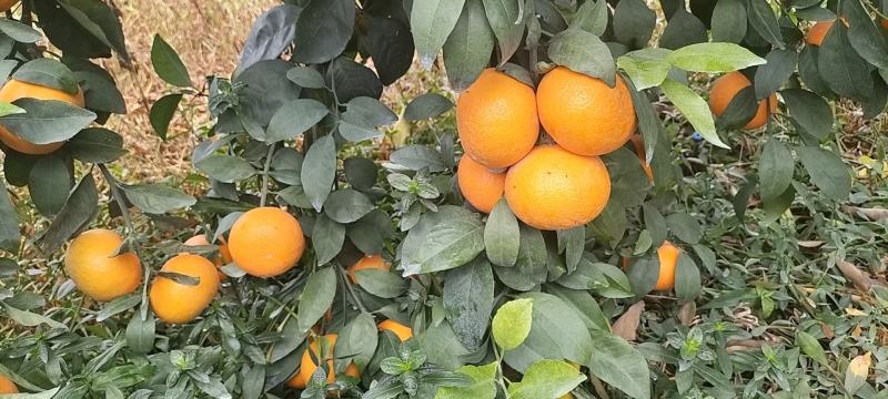 斤广西沃柑批发正宗纯甜薄皮沃柑，货源充足。品质保证