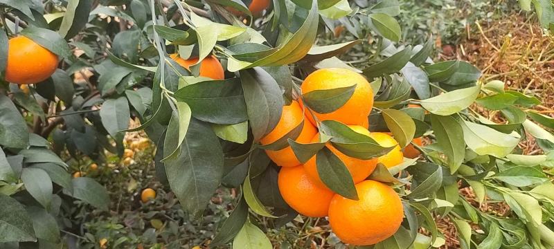 斤广西沃柑批发正宗纯甜薄皮沃柑，货源充足。品质保证