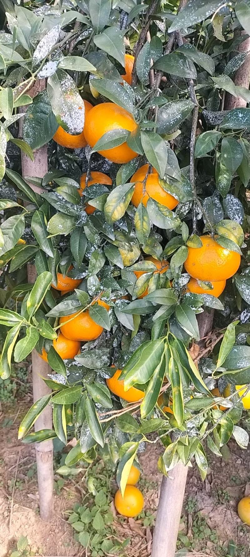 斤广西沃柑批发正宗纯甜薄皮沃柑，货源充足。品质保证