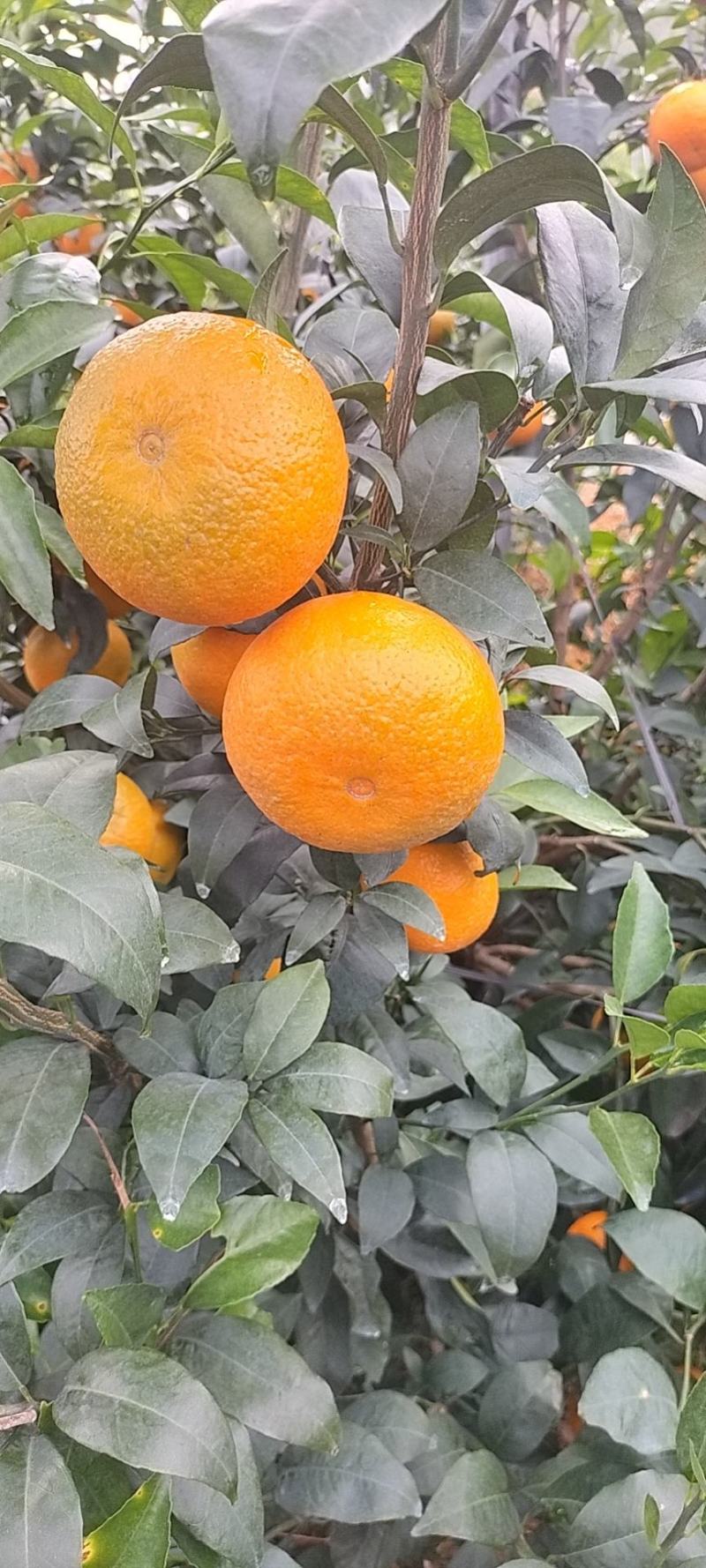 斤广西沃柑批发正宗纯甜薄皮沃柑，货源充足。品质保证