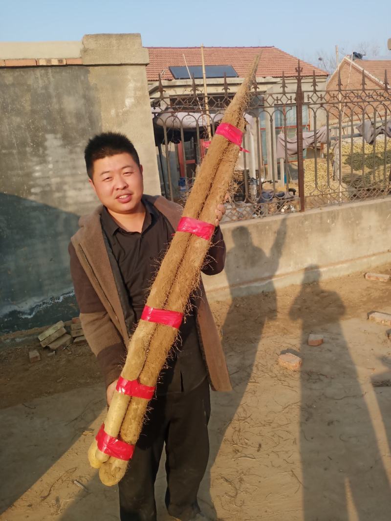 新鲜九斤黄山药，正在上货中大量上市，欢迎新老朋友，采购