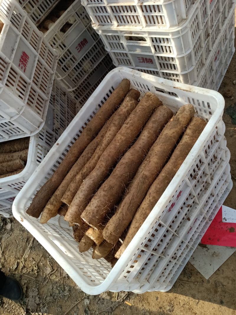 新鲜九斤黄山药，正在上货中大量上市，欢迎新老朋友，采购